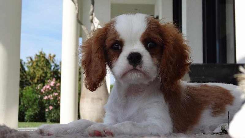 CH. I'm blondie de la Bastide du Jas de Jeromes