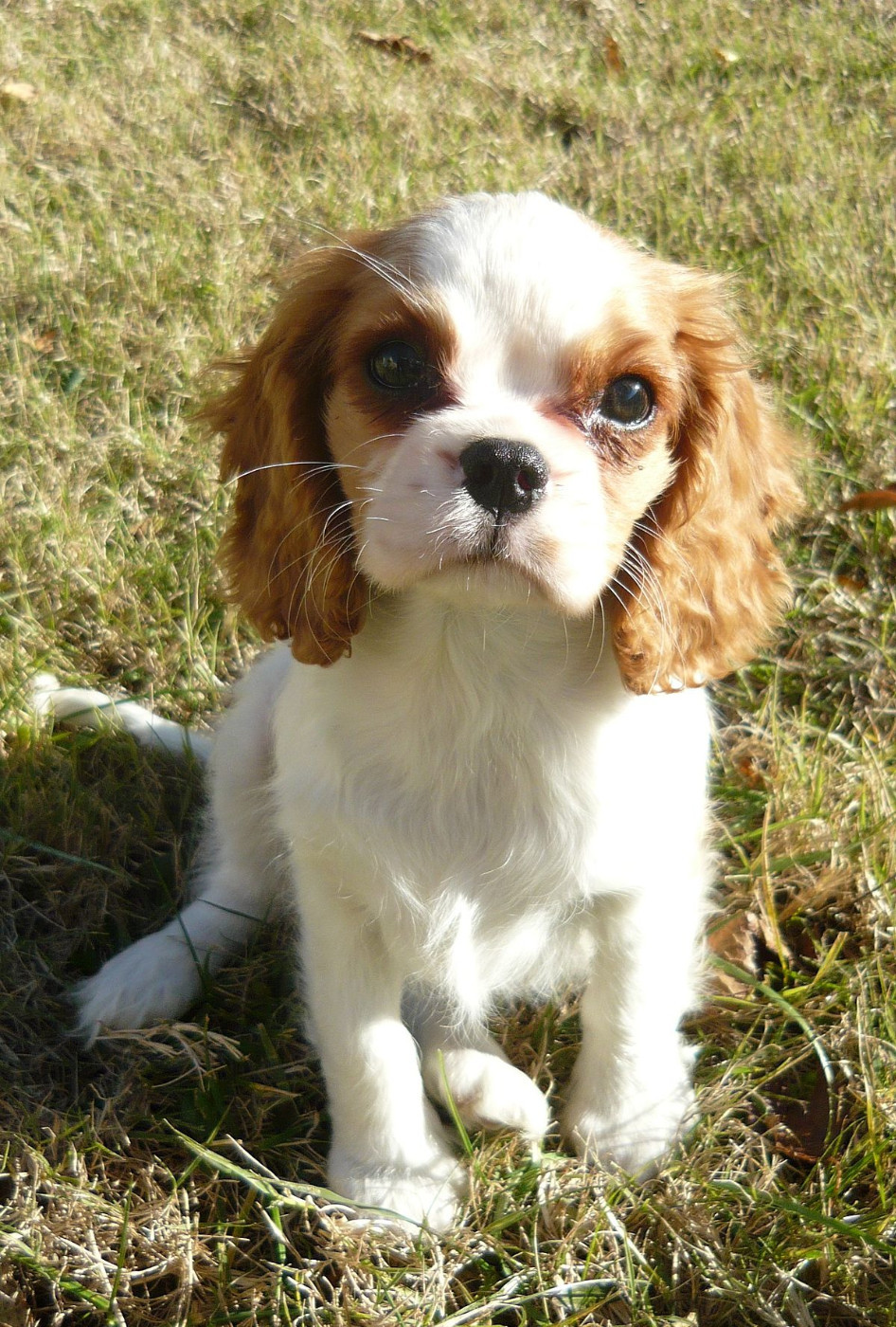 Mon chien test atara