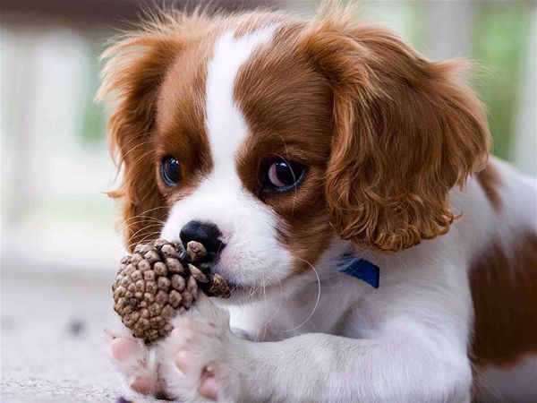 Lord's Wain - Chiots disponibles - Cavalier King Charles Spaniel