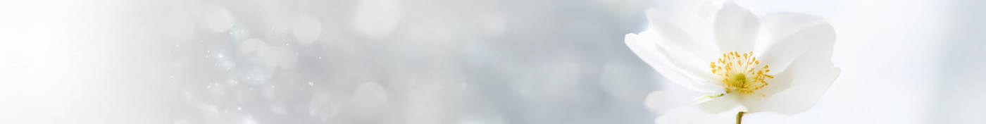 Lord's Wain - Chiots disponibles - Cavalier King Charles Spaniel