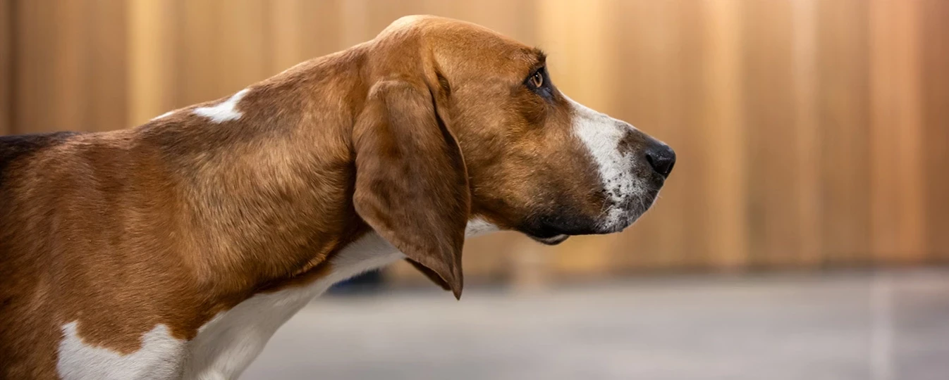 Lord's Wain - Chiots disponibles - Cavalier King Charles Spaniel