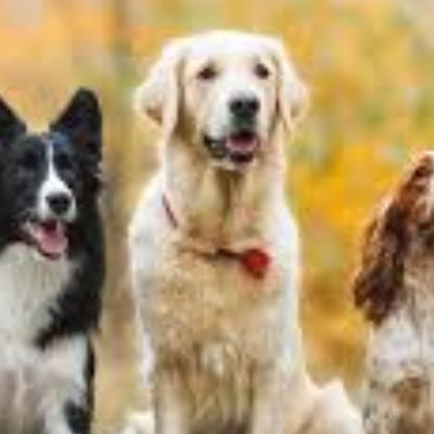 Lord's Wain - Chiots disponibles - Cavalier King Charles Spaniel