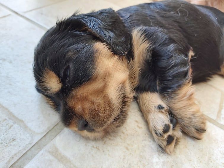 Lord's Wain - Chiots disponibles - Cavalier King Charles Spaniel