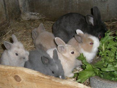 Lord's Wain - Cavalier King Charles Spaniel - Portée née le 22/05/2018