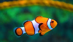 Lord's Wain - Cavalier King Charles Spaniel - Portée née le 20/04/2020